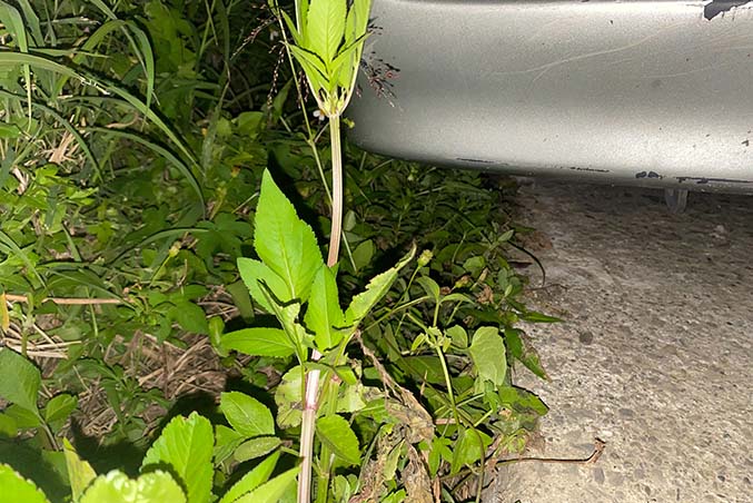 新竹香山故障車拖吊